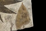 Plate of Fossil Sycamore (Platanus) & Oak (Quercus?) Leaves - Utah #174934-3